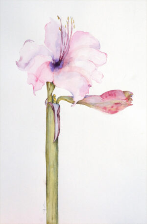 Amaryllis