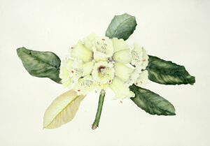 Rhododendron Macabeanum