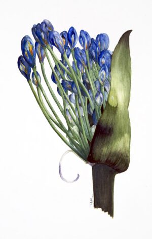 Agapanthus