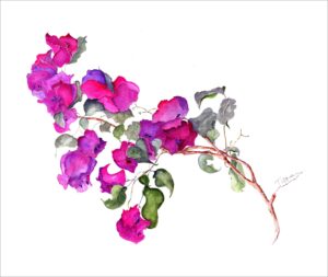 Bougainvillea