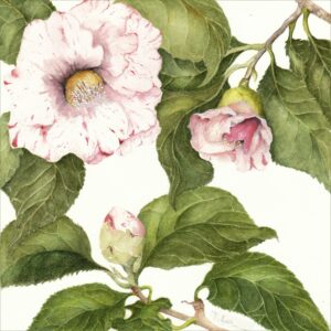Camellia
