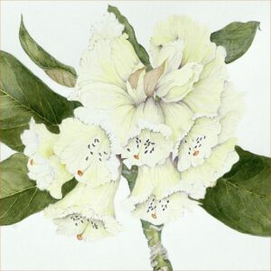 Dottie's Rhododendron Macabeanum