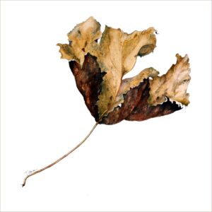 Leaf