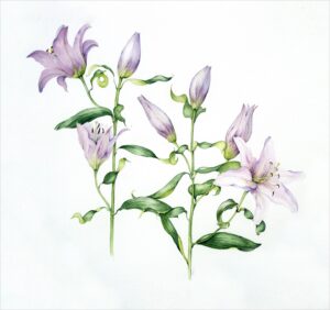 Lilies
