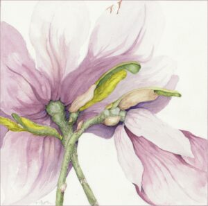Magnolia