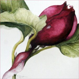 Magnolia bud