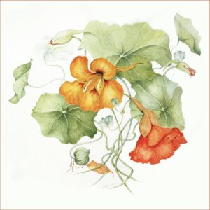 Nasturtium