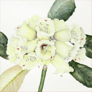 Rhododendron Macabeanum