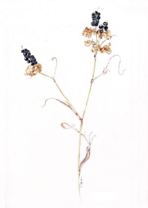 Seed Pods