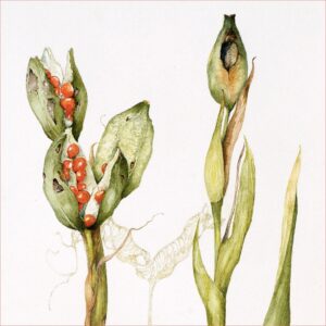 Stinking Iris