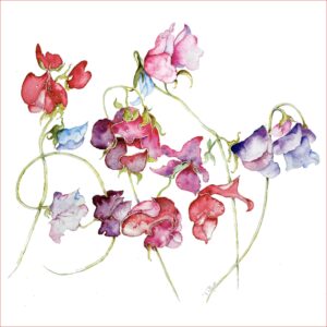 Sweet Peas