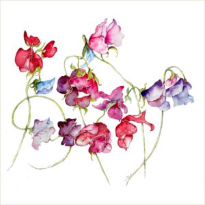 Sweet Peas