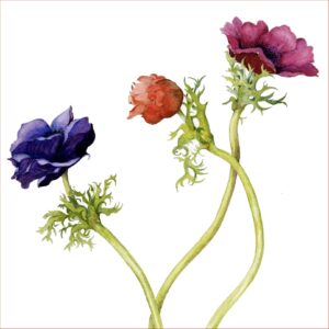 Three Anemones